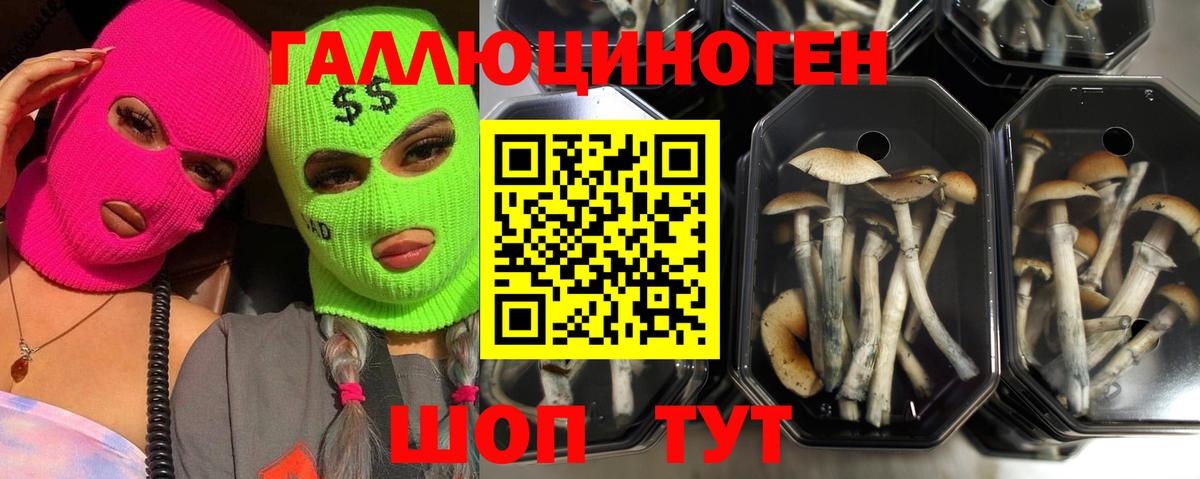 Галлюциногенные грибы Psilocybe  Псилоцибиновые грибы ЛСД  Вход с VPN  Звенигород 